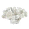 SMALL WHITE CORAL DECOR - SMALL SEASHELL CORAL - HOME DECOR